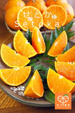 setoka