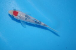 錦鯉観賞魚水槽飼育OK丹頂大正三色10．5cm錦鯉のカネヒコ産雄雌不明令和3年生まれ