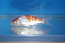 錦鯉観賞魚水槽飼育OK紅白14cm錦鯉のカネヒコ産雄雌不明令和4年生まれ 2