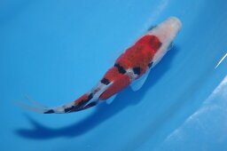 錦鯉観賞魚水槽飼育OK大正三色13．5cm錦鯉のカネヒコ産雄雌不明令和4年生まれ