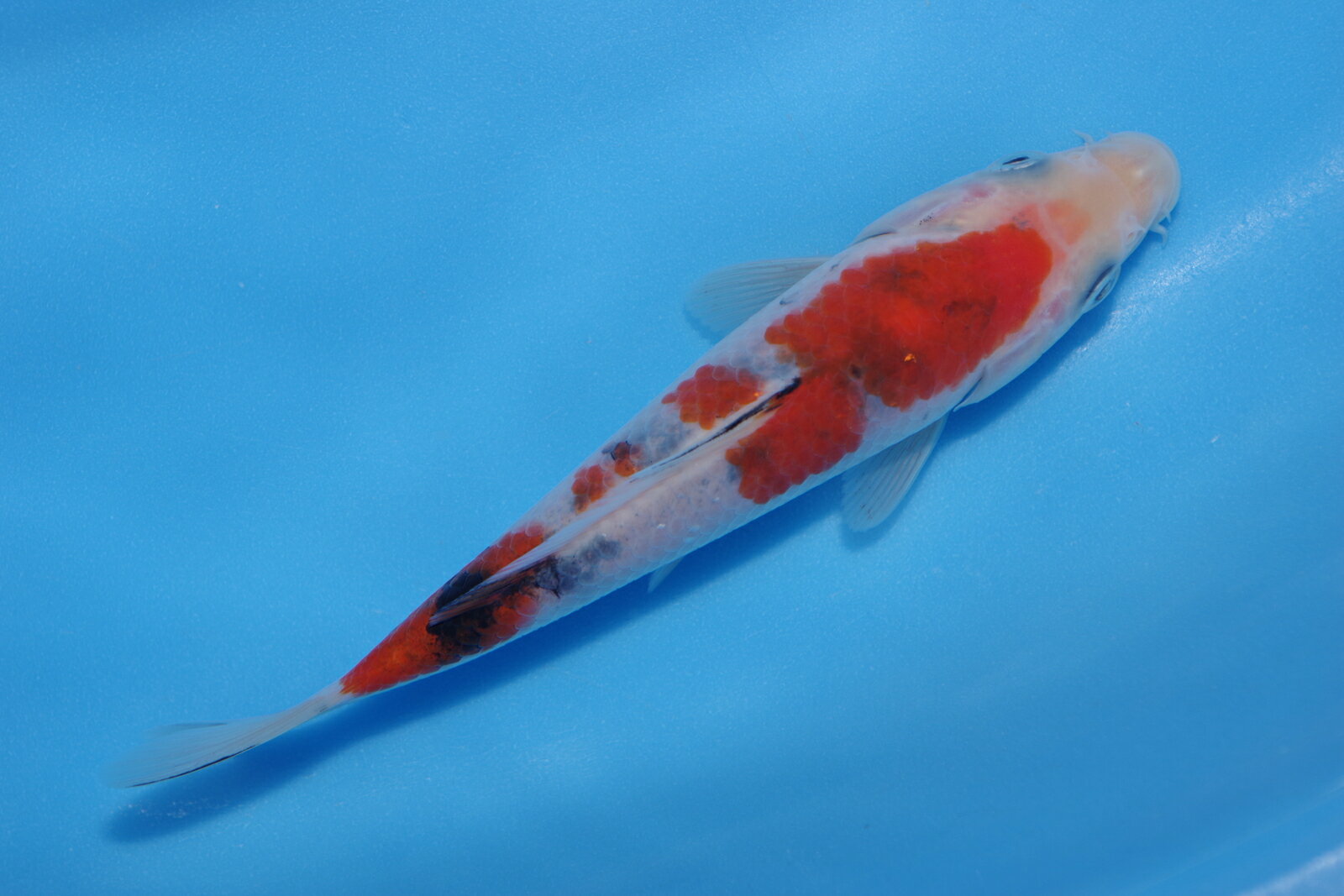 錦鯉観賞魚水槽飼育OK大正三色16cm錦鯉のカネヒコ産雄雌不明令和4年生まれ