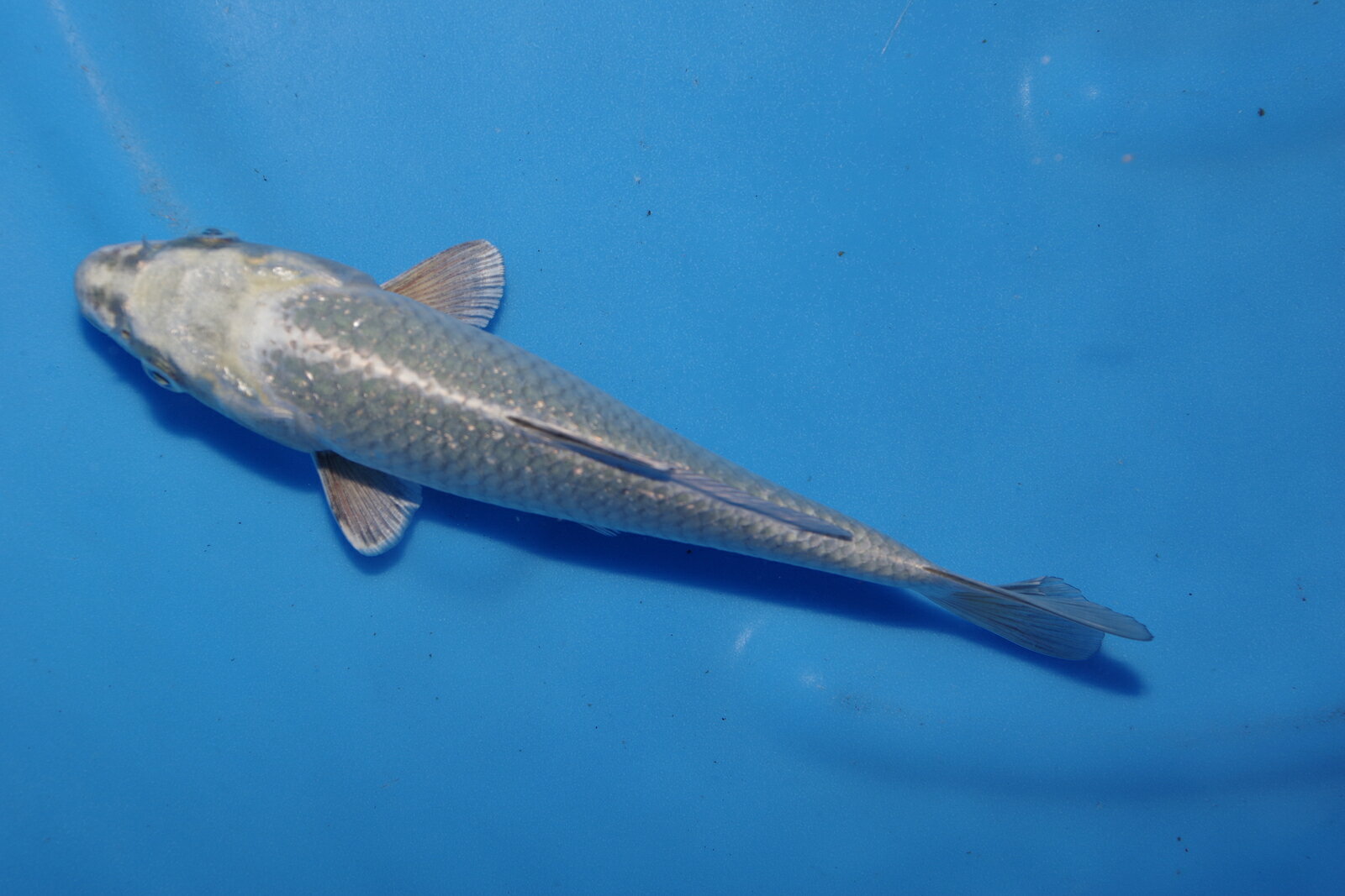 錦鯉観賞魚水槽飼育OKネズ黄金20cm錦鯉のカネヒコ産雄雌不明令和4年生まれ