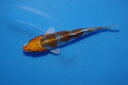 錦鯉観賞魚水槽飼育OK光落ち葉しぐれ13cm錦鯉のカネヒコ産雄雌不明令和4年生まれ(4)