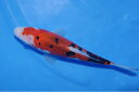 錦鯉観賞魚水槽飼育OKドイツ大正三色23cm錦鯉のカネヒコ産雄雌不明令和5年生まれ
