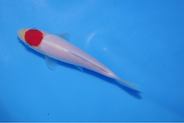 錦鯉観賞魚水槽飼育OK丹頂紅白14cm錦鯉のカネヒコ産雄雌不明令和4年生まれ 1