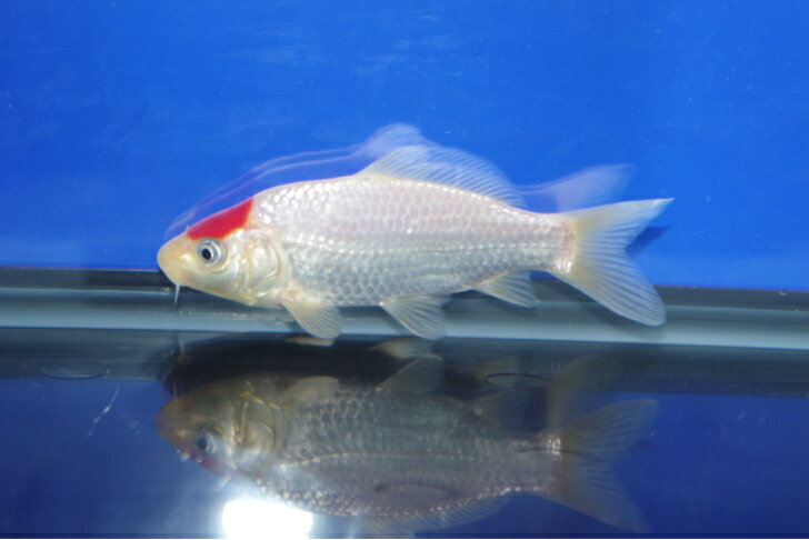 錦鯉観賞魚水槽飼育OK丹頂紅白14cm錦鯉のカネヒコ産雄雌不明令和4年生まれ 3
