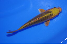 錦鯉観賞魚水槽飼育OK昔黄金16cm錦鯉のカネヒコ産雄雌不明令和4年生まれ