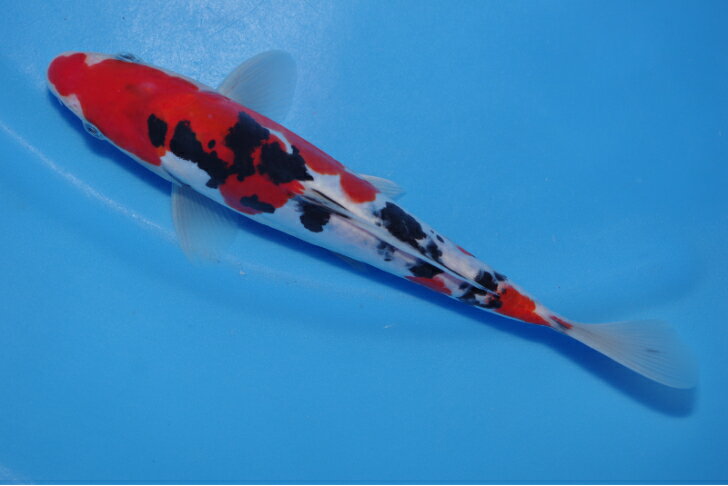 錦鯉観賞魚水槽飼育OKドイツ大正三色24cm弥源治養鯉場産雄雌不明令和5年生まれ