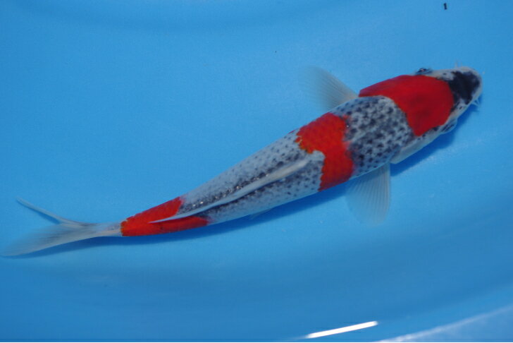 錦鯉観賞魚水槽飼育OK五色22cm弥源治養鯉場産雄雌不明令和5年生まれ