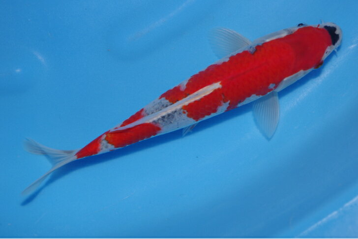 錦鯉観賞魚水槽飼育OK五色23cm弥源治養鯉場産雄雌不明令和5年生まれ