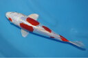 錦鯉観賞魚水槽飼育OK菊翠24cm弥源治養鯉場産雄雌不明令和5年生まれ