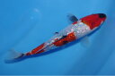錦鯉観賞魚水槽飼育OK銀鱗昭和三色20.5cm弥源治養鯉場産雄雌不明令和5年生まれ