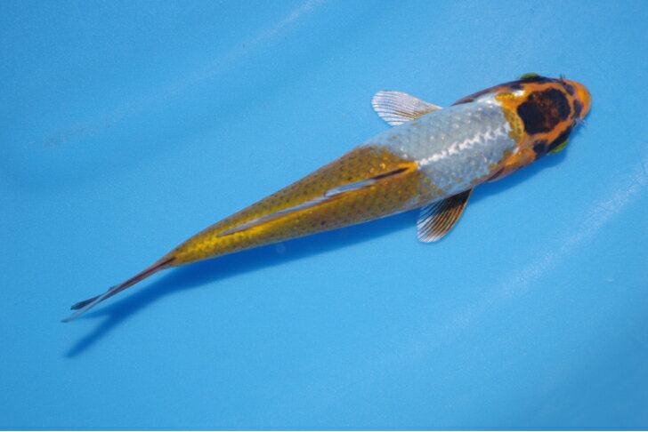 錦鯉観賞魚水槽飼育OK光落ち葉しぐれ15．5cm錦鯉のカネヒコ産雄雌不明令和5年生まれ