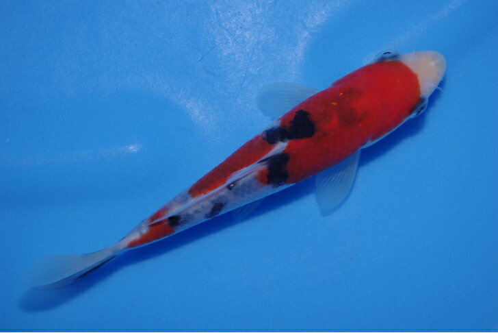錦鯉シーズン到来　No55　大正三色　39cm　メス　2才　品評会用です