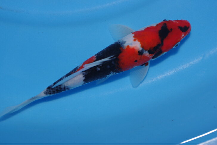 錦鯉観賞魚水槽飼育OK昭和三色23cm弥源治養鯉場産雄雌不明令和5年生まれ