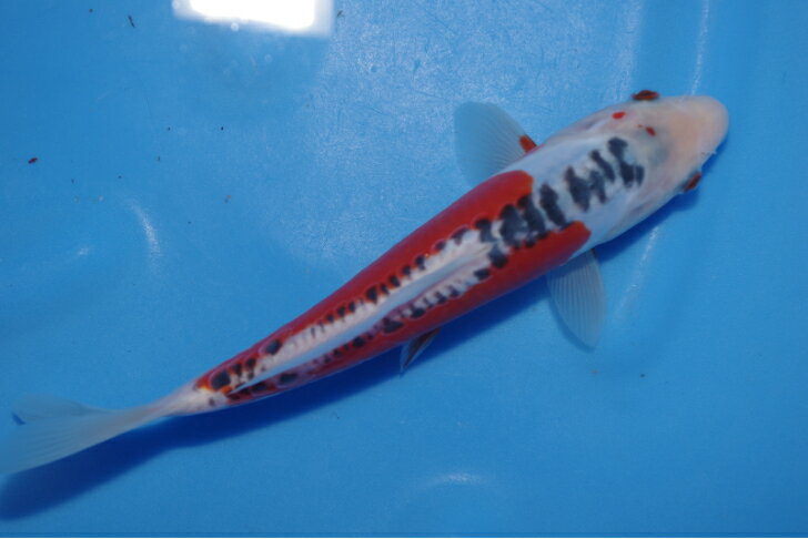 錦鯉観賞魚水槽飼育OK秋翠21．5cm弥源治養鯉場産雄雌不明令和5年生まれ