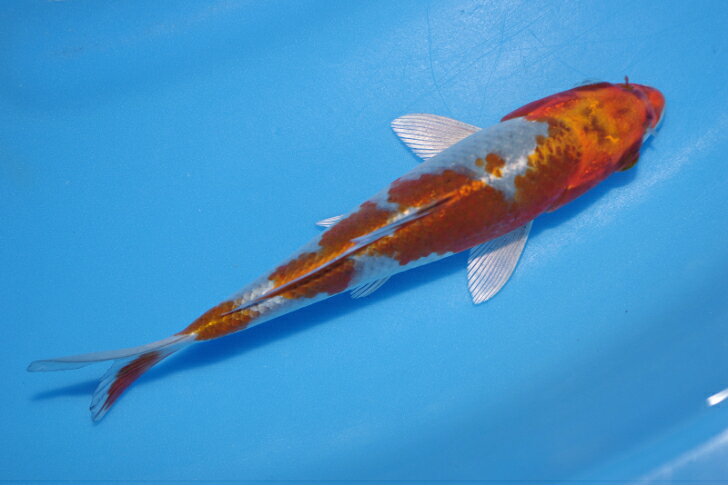 錦鯉観賞魚水槽飼育OK光落ち葉しぐれ17cm錦鯉のカネヒコ産雄雌不明令和5年生まれ