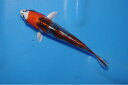 錦鯉観賞魚水槽飼育OK 孔雀黄金(変わり)15cm錦鯉のカネヒコ産雄雌不明令和5年生まれ(4)