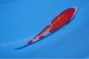 錦鯉観賞魚水槽飼育OK銀鱗紅白15.5cm錦鯉のカネヒコ産雄雌不明令和5年生まれ(4)