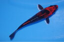 錦鯉観賞魚水槽飼育OK変わり鯉15.5cm錦鯉のカネヒコ産雄雌不明令和5年生まれ(4)