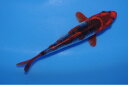 錦鯉観賞魚水槽飼育OK変わり鯉15.5cm錦鯉のカネヒコ産雄雌不明令和5年生まれ