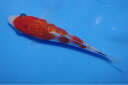 錦鯉観賞魚水槽飼育OK銀鱗大正三色12cm錦鯉のカネヒコ産雄雌不明令和5年生まれ(4)