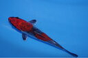 錦鯉観賞魚水槽飼育OK変わり鯉16cm錦鯉のカネヒコ産雄雌不明令和5年生まれ