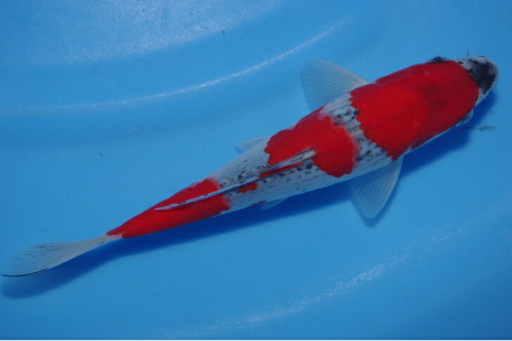 錦鯉観賞魚水槽飼育OK五色20cm弥源治養鯉場産雄雌不明令和5年生まれのサムネイル