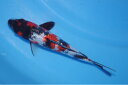 錦鯉観賞魚水槽飼育OK銀鱗昭和三色21cm弥源治養鯉場産雄雌不明令和5年生まれ(4)