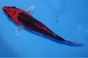 錦鯉観賞魚水槽飼育OK変わり鯉16.5cm錦鯉のカネヒコ産雄雌不明令和5年生まれ(4)