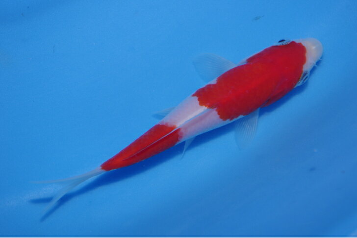 錦鯉観賞魚水槽飼育OK紅白15．5cm錦鯉のカネヒコ産雄雌不明令和5年生まれのサムネイル