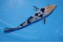 錦鯉観賞魚水槽飼育OKドイツ白べっ甲17cm弥源治養鯉場産雄雌不明令和6年生まれ