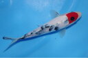 錦鯉観賞魚水槽飼育OK丹頂大正三色19cm弥源治養鯉場産雄雌不明令和6年生まれ