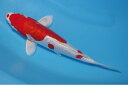 錦鯉観賞魚水槽飼育OK菊翠24cm弥源治養鯉場産雄雌不明令和6年生まれ(4)