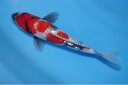 錦鯉観賞魚水槽飼育OK銀鱗昭和三色17cm弥源治養鯉場産雄雌不明令和6年生まれ
