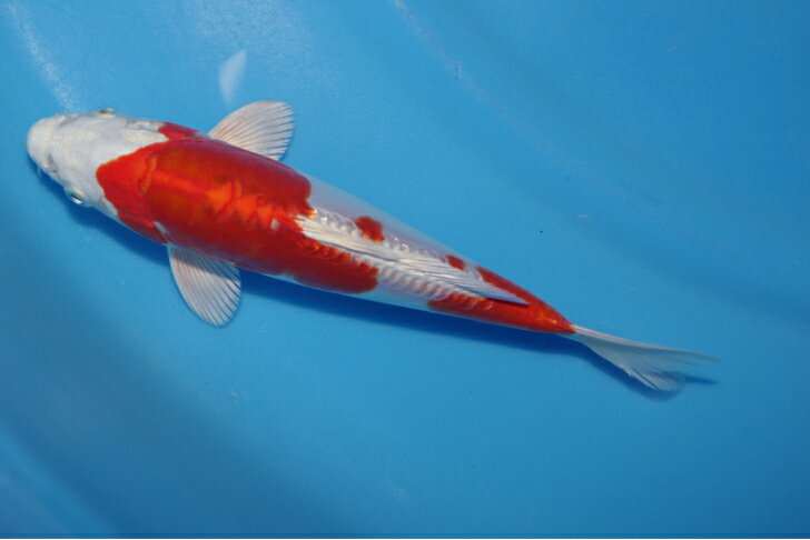 この商品は 錦鯉観賞魚水槽飼育OK菊翠20cm弥源治養鯉場産雄雌不明令和6年生まれ ポイント大きく育てる方にお勧め！ 庭池飼育にお勧め！ 体形、照り、模様と3拍子揃った菊翠です。じっくり育てて頂きたい期待の鯉です。 ショップからのメッセージ こんにちは！店長の伊藤です。錦鯉のカネヒコが厳選した丈夫で綺麗な鯉をお届けします。どうぞ宜しくお願い致します。 納期について 3営業日以内発送します。4