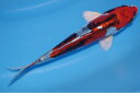錦鯉観賞魚水槽飼育OK紅輝黒竜22cm弥源治養鯉場産雄雌不明令和6年生まれ(4)