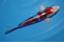 錦鯉観賞魚水槽飼育OK紅輝黒竜18.5cm弥源治養鯉場産雄雌不明令和6年生まれ