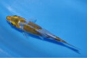錦鯉観賞魚水槽飼育OKドイツ落ち葉しぐれ13.5cm錦鯉のカネヒコ産雄雌不明令和6年生まれ(4)