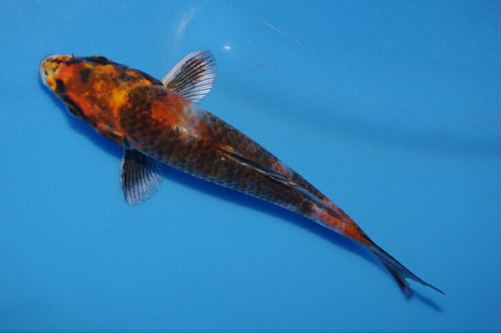 この商品は 錦鯉観賞魚水槽飼育OK金昭和15．5cm錦鯉のカネヒコ産雄雌不明令和6年生まれ ポイント大きく育てる方にお勧め！ 庭池飼育にお勧め！ 照りの良さと真ん中に入る墨が魅力の金昭和です。写真撮影時墨が引いてしまっていますが、池ではもっとはっきりした良い鯉です。 ショップからのメッセージ こんにちは！店長の伊藤と申します。錦鯉のカネヒコが厳選した丈夫で綺麗な鯉をお届けします。どうぞ宜しくお願い致します。 納期について 3営業日以内発送します。4