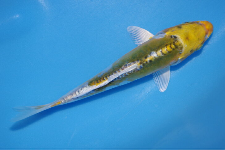 錦鯉観賞魚水槽飼育OKドイツ変わり鯉16．5cm錦鯉のカネヒコ産雄雌不明令和6年生まれ