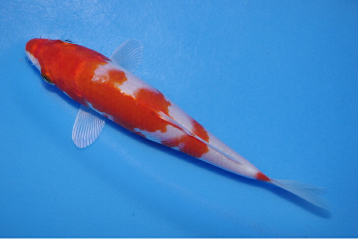 ★★桜黄金　　約１５ｃｍ 桜錦鯉の通販