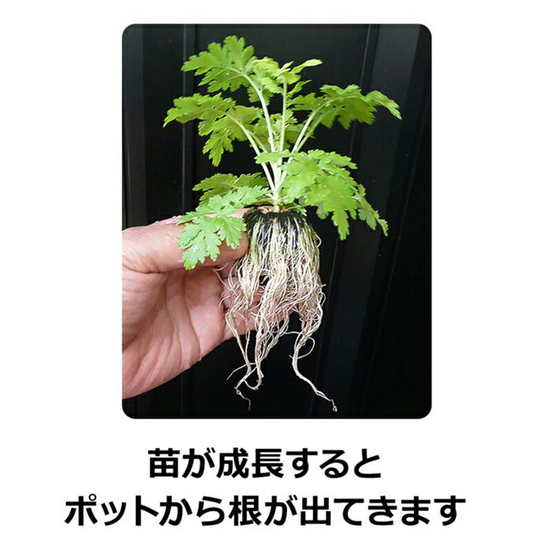 サカタのタネ ジフィーセブン そのまま植えられる土ポット 直径42mm 48個入り 4974449006229 3