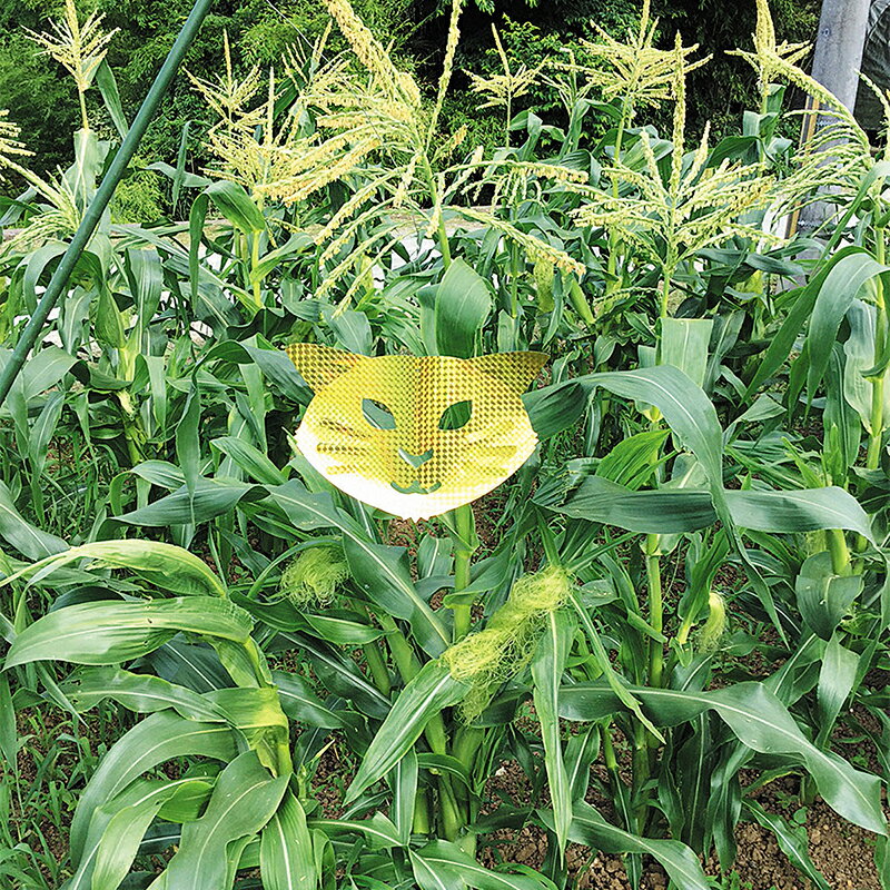 ��ǥ��������� ζ���� ��Ļ���ɽ� ���饭��Хꥢ������ ǭ����å� 3���� K-006 �᡼�����б���5�Ĥޤǡ� 4989586230666