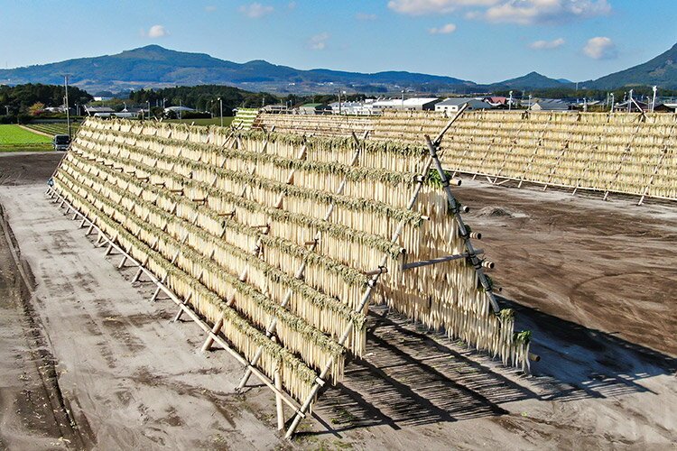 水溜食品　寒干たくあん　島津梅　1ヶ入　鹿児島　漬物　田舎　美味しい漬物　うま...