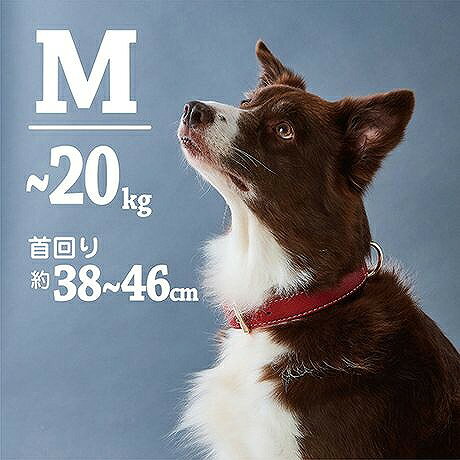 Other - ペティオ 犬用首輪 Porta ポルタ クラシックソフトレザーカラー 30mm レッド