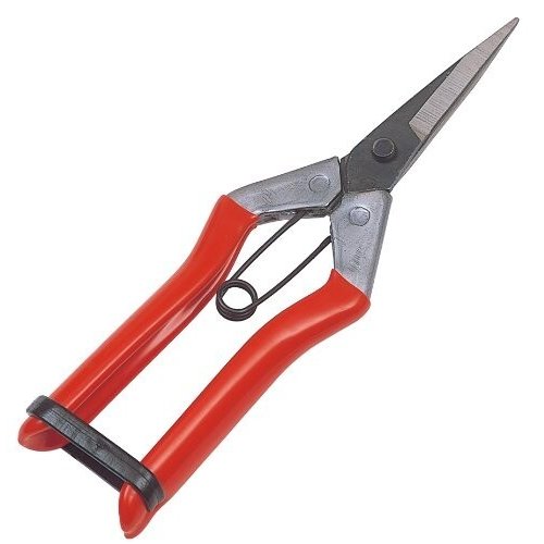 キンボシ(Kinboshi) 大福 芽切鋏 2286