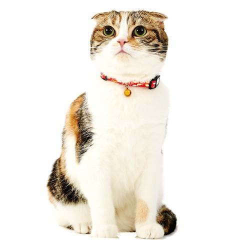 ペティオ Petio Anycatカラー　おさかな　レッド