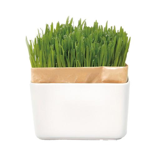 ハリオ (HARIO) 猫草栽培キット にゃんベジ