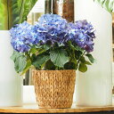 【7/10限定ポイント最大9倍】鉢カバー バスケット プランターカバー 鉢 花用 花かご 花器 花 観葉植物 インテリア おしゃれ DIY 園芸用品 PPアミア...